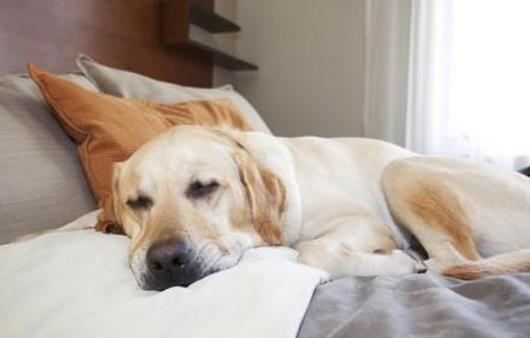 怎么睡午觉最好？睡午觉的最佳姿势