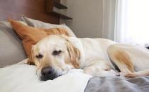 怎么睡午觉最好？睡午觉的最佳姿势