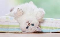 落枕是啥？落枕了怎么办？