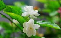 茉莉怎么吃？茉莉可清热解毒