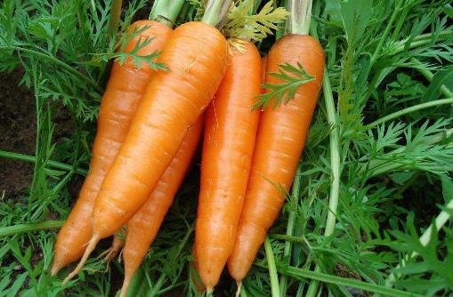 胡萝卜炒着吃有营养吗？