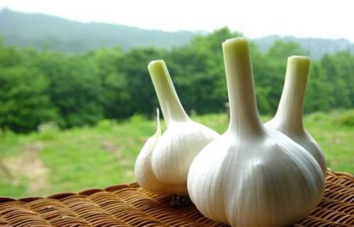 哪种颜色的蒜头最有营养?