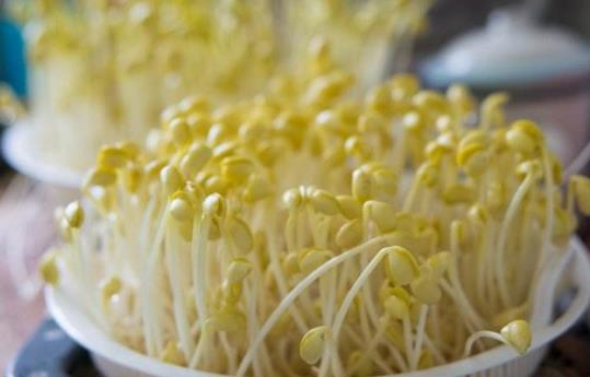 豆芽要如何正确保存？