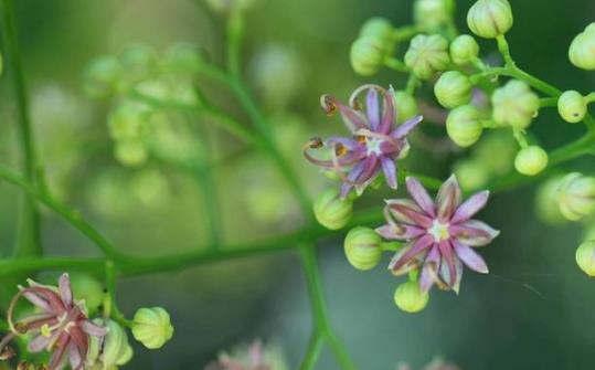 吹风散的功效与作用 药用价值