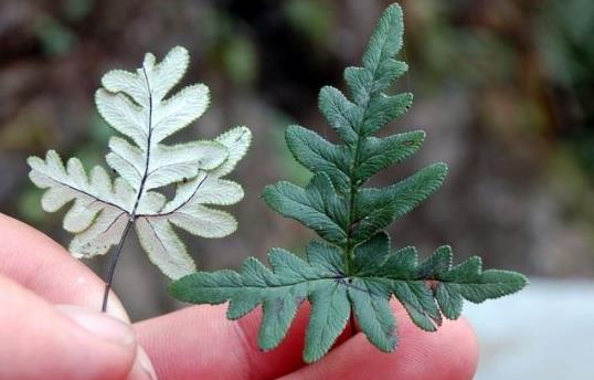 粉背蕨的功效与作用 药用价值