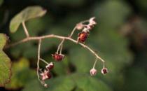 川莓的功效与作用 药用价值