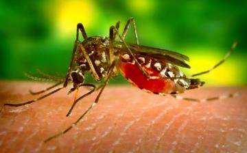 【蚊子】蚊子怕什么_什么血型最招蚊子_驱蚊子_防蚊子_蚊子图片