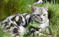 调教美国短毛猫的正确方法是什么