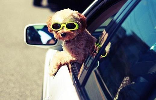 男女司机开车陋习大比拼 行车安全驾驶