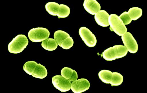 阴道乳酸杆菌 女性生殖健康的保护神