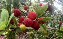 杨梅怎么洗？怎么制作杨梅干