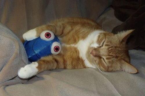 发作性睡病是什么？发作性睡病有哪些症状