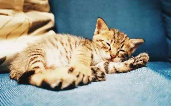 昏睡怎么办？什么是昏睡症