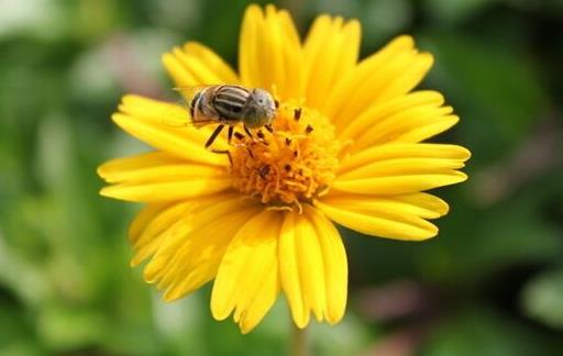 如何有效的预防花粉过敏