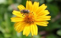 ​如何有效的预防花粉过敏