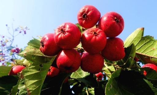 子宫肌瘤吃什么好？6种水果多多益善