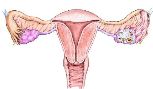 卵巢大小正常范围 什么是健康卵巢