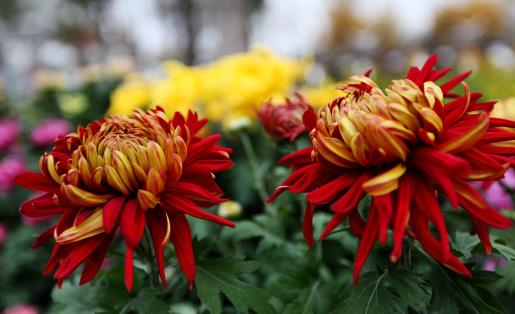 菊花的养生方大全