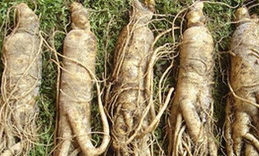 滋补元气的六种中药推荐