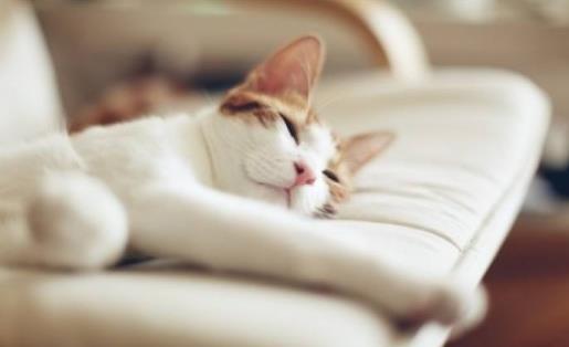 睡懒觉会对身体带来哪些危害