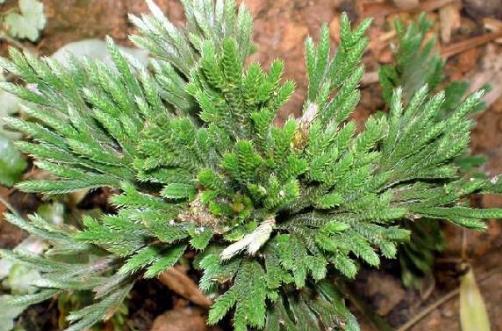 九死还魂草是什么？九死还魂草能治病吗？