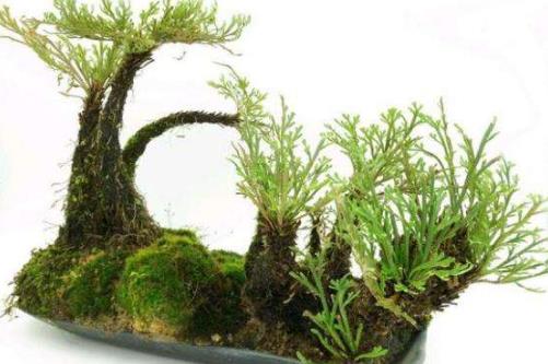 九死还魂草是什么？九死还魂草能治病吗？