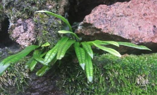 九死还魂草是什么？九死还魂草能治病吗？