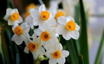 水仙花的正确养护方法 养水仙花的注意事项