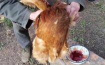 杀鸡快速简单拔毛方法 杀鸡拔毛水温80℃左右最宜