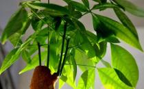 发财树小盆栽怎么养 发财树小盆栽的养殖方法