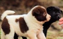 正确喂养幼犬的方法及养狗一些注意事项