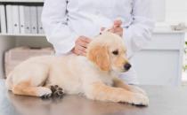 狗狗不配合打针怎么办 给狗狗打针吃药的正确方法