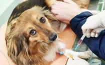 狗狗打针多少钱一针 给狗狗打疫苗要注意的事项