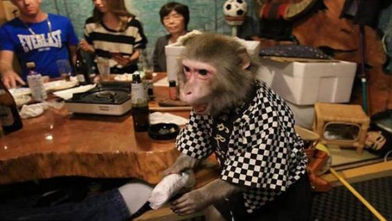 日本最火爆的餐厅之一 猴子当服务生，报酬只要香蕉