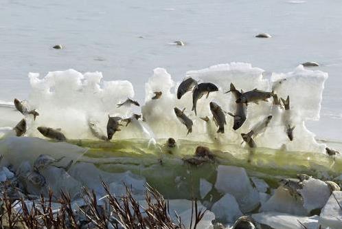 女子大海边摄影 发现鱼被冰封悬挂“空中”这一自然奇观