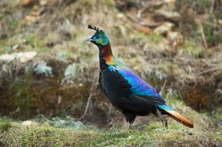 尼泊尔国鸟九色鸟棕尾虹雉 中国一级保护动物