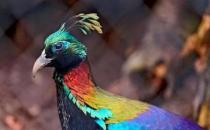 ​尼泊尔国鸟九色鸟棕尾虹雉 中国一级保护动物