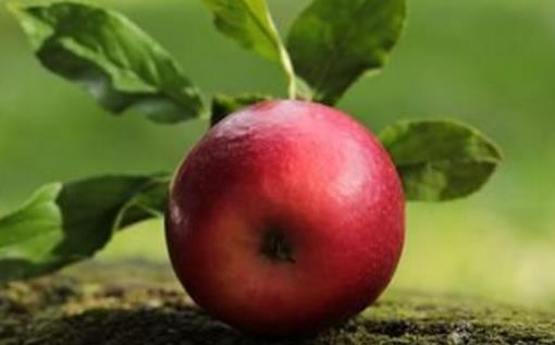 吃苹果真的会瘦 什么时候吃苹果才有效