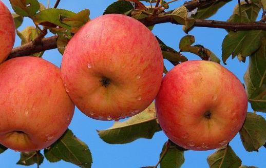 天天吃苹果 苹果这些功效你知道几个
