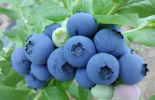 想要美容养颜改善睡眠 选择以下蓝莓食谱就对了