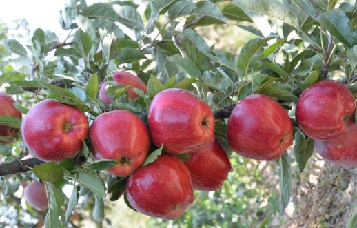 苹果带皮吃的作用 清洗果蜡最安全的方法
