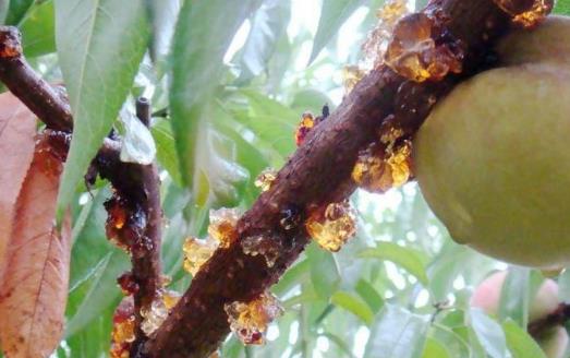 桃胶是天然的美容佳品 桃胶的功效与吃法