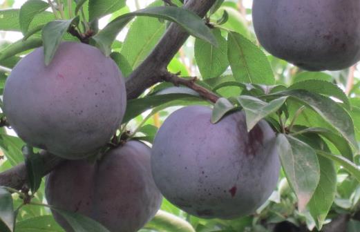 不要误会食物上的白霜 不是农药残留哦