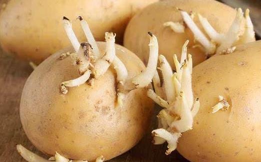 食材养生但也可能伤身 厨房里的10大有毒食物