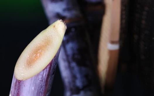 食材养生但也可能伤身 厨房里的10大有毒食物