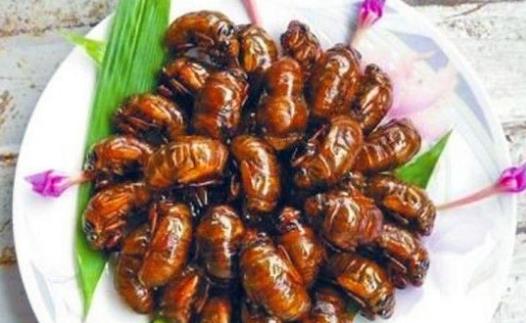享受美味金蝉的同时 阻挠毁坏生态情况的发起 享用美味金蝉的同时 避免破坏生态环境的建议 动物百科