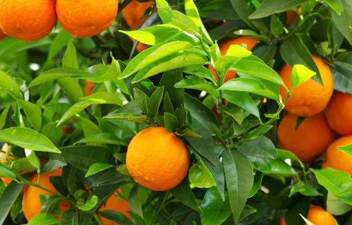 孕妇可以吃橘子吗 如何养护孕中身体