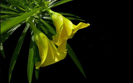 毒药用途广泛 世界古今最全毒药大全 