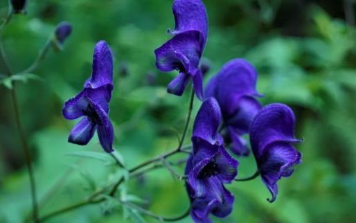 毒药用途广泛 世界古今最全毒药大全 