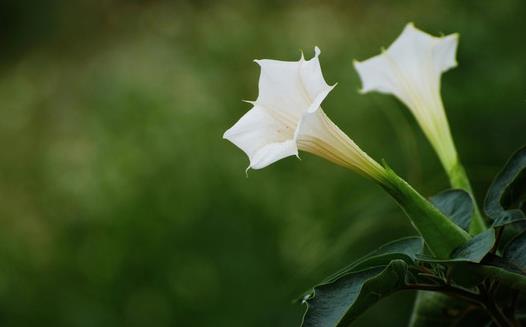 毒药用途广泛 世界古今最全毒药大全 